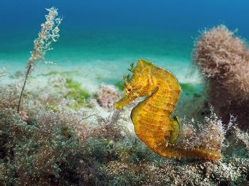 Short-snouted seahorse (Hippocampus hippocampus) Playa Chica, Lanzarote. Photo by Janny Bosman//Guylian Seahorses of the World