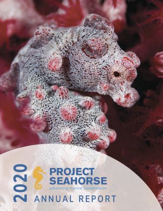 Cover of Project Seahorse's 2020 Annual Report, featuring Bargibant's seahorse