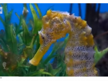 A yello seahorse underwater.