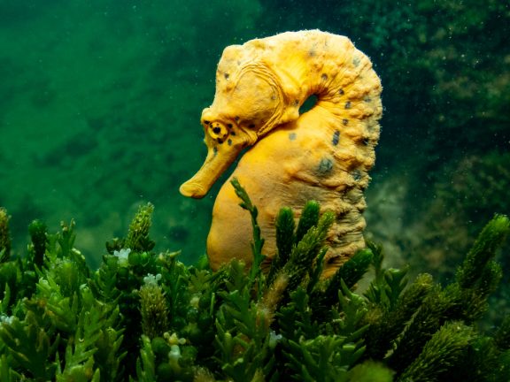 A beautiful yellow big belly seahorse sitting among some seaweed.