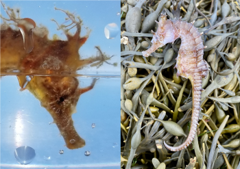 Two Lined seahorses found in Nova Scotia.