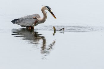 Great blue heron with a Pacific seahorse partially in the water and on shore.