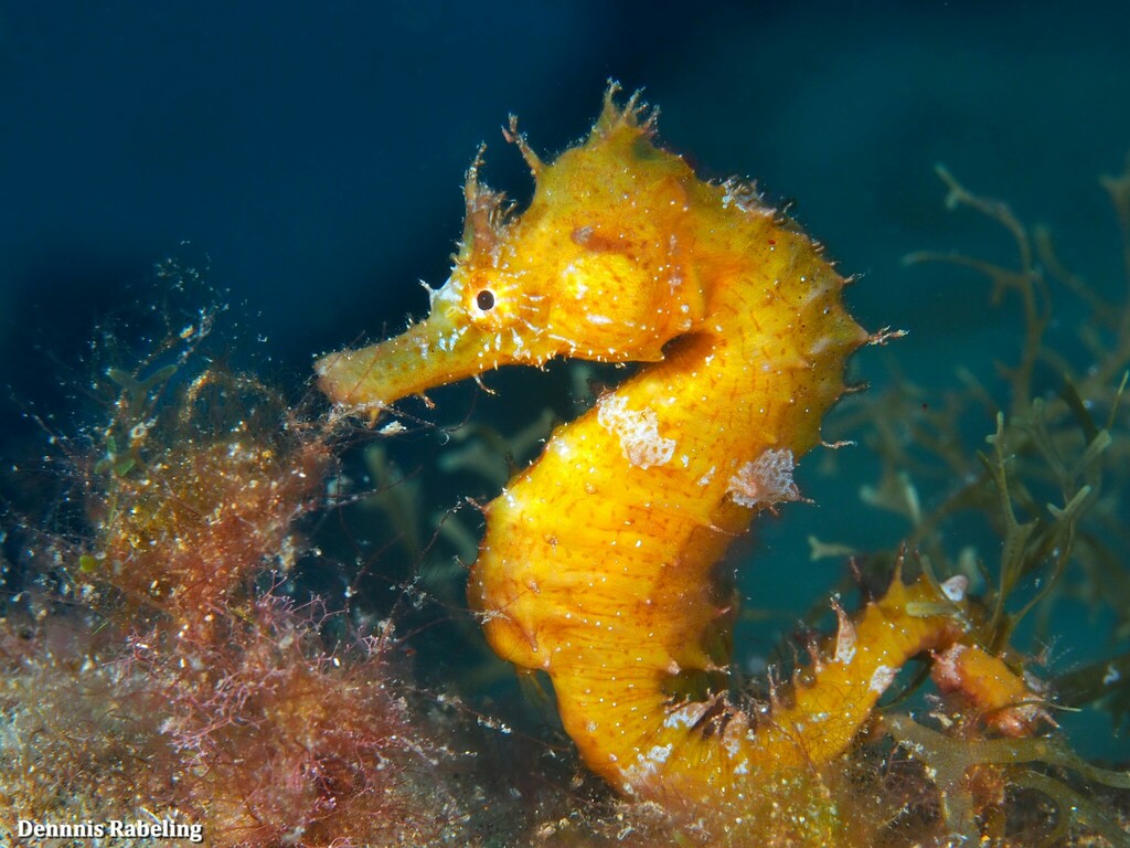 short-snouted seahorse